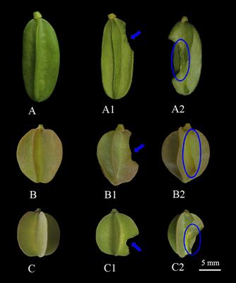 Protection against insect predation during fruit development: the role of fleshy fruit wings of three species of Zygophyllum in the cold desert of Central Asia